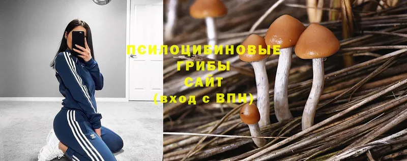 Псилоцибиновые грибы Magic Shrooms Кириши